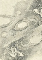 Ковер Isfahan Bellona pearl
